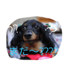 我が家のひめちゃん（個別スタンプ：5）