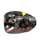 我が家のひめちゃん（個別スタンプ：8）