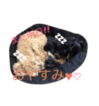 我が家のひめちゃん（個別スタンプ：10）