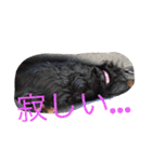 我が家のひめちゃん（個別スタンプ：12）
