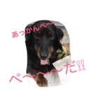 我が家のひめちゃん（個別スタンプ：15）
