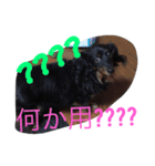 我が家のひめちゃん（個別スタンプ：16）