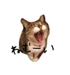 鎌田さんちのねこ（個別スタンプ：1）