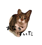 鎌田さんちのねこ（個別スタンプ：2）