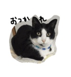 鎌田さんちのねこ（個別スタンプ：3）