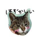 鎌田さんちのねこ（個別スタンプ：5）