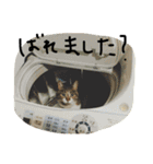 鎌田さんちのねこ（個別スタンプ：6）