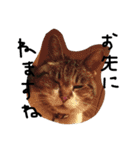 鎌田さんちのねこ（個別スタンプ：7）