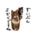 鎌田さんちのねこ（個別スタンプ：9）