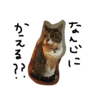 鎌田さんちのねこ（個別スタンプ：10）