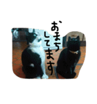 鎌田さんちのねこ（個別スタンプ：11）