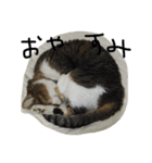 鎌田さんちのねこ（個別スタンプ：15）