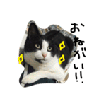 鎌田さんちのねこ（個別スタンプ：16）