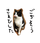 鎌田さんちのねこ（個別スタンプ：19）