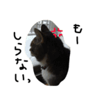 鎌田さんちのねこ（個別スタンプ：21）