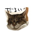 鎌田さんちのねこ（個別スタンプ：22）