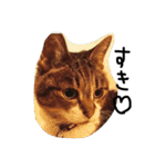 鎌田さんちのねこ（個別スタンプ：27）