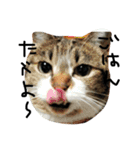 鎌田さんちのねこ（個別スタンプ：30）