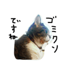 鎌田さんちのねこ（個別スタンプ：32）