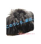 うちの子エルモ vol.1（個別スタンプ：11）
