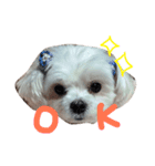 うちのマルチーズ犬のスタンプ（個別スタンプ：1）