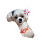 うちのマルチーズ犬のスタンプ（個別スタンプ：5）