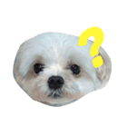 うちのマルチーズ犬のスタンプ（個別スタンプ：6）