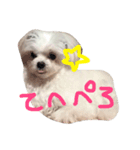 うちのマルチーズ犬のスタンプ（個別スタンプ：7）