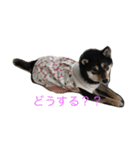 黒まめしばの凛ちゃん（個別スタンプ：3）
