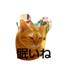 話す猫たち（個別スタンプ：6）