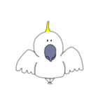 キバタンのぴっけ（個別スタンプ：1）
