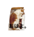 かわいいねこ ころん。（個別スタンプ：1）