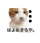 かわいいねこ ころん。（個別スタンプ：2）