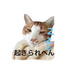 かわいいねこ ころん。（個別スタンプ：3）