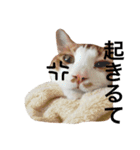 かわいいねこ ころん。（個別スタンプ：4）