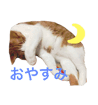 かわいいねこ ころん。（個別スタンプ：5）
