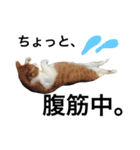 かわいいねこ ころん。（個別スタンプ：8）
