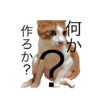 かわいいねこ ころん。（個別スタンプ：9）