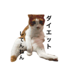 かわいいねこ ころん。（個別スタンプ：10）