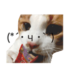 かわいいねこ ころん。（個別スタンプ：12）