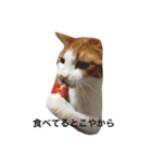 かわいいねこ ころん。（個別スタンプ：13）
