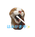 かわいいねこ ころん。（個別スタンプ：14）