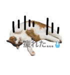 かわいいねこ ころん。（個別スタンプ：15）