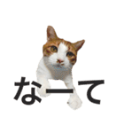 かわいいねこ ころん。（個別スタンプ：16）