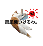 かわいいねこ ころん。（個別スタンプ：17）