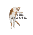 かわいいねこ ころん。（個別スタンプ：18）