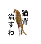 かわいいねこ ころん。（個別スタンプ：24）