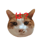 かわいいねこ ころん。（個別スタンプ：26）