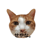 かわいいねこ ころん。（個別スタンプ：27）