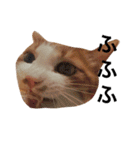 かわいいねこ ころん。（個別スタンプ：28）